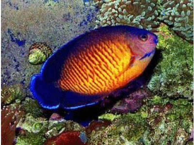 Ikan Hias Aquarium Jual Bekasi Gambar Gif